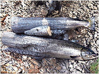 Metamorph1